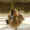 PhysicsDuck