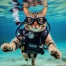 Scubacat88